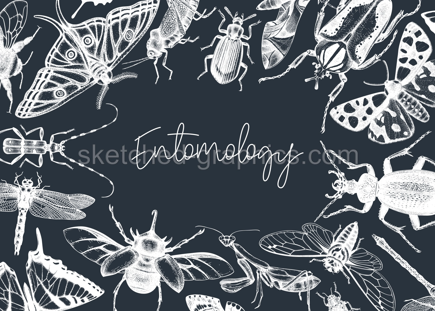 Hand-sketched insect banner template. Hand drawn beetles, bugs, butterflies, dragonfly, cicada, moths, bee illustrations in vintage style. Entomological frame design on chalkboard Illustration
